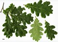 SpeciesSub: Pendula Group SpeciesSub: Pendula Group